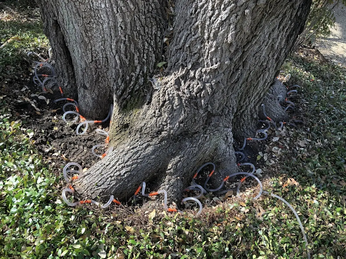 Detailed Tree Cabling and Bracing job site in Dupont